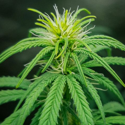 HP-00 growlog timeline photo