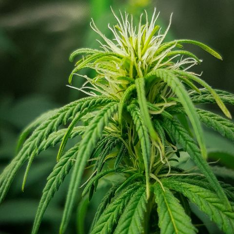 HP-00 growlog timeline photo