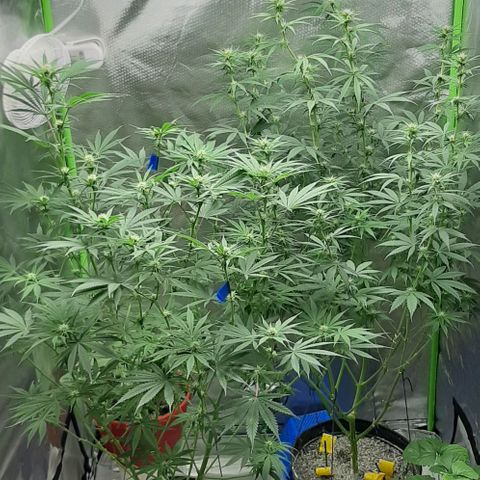 HP-00 growlog timeline photo