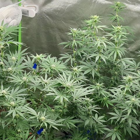 HP-00 growlog timeline photo