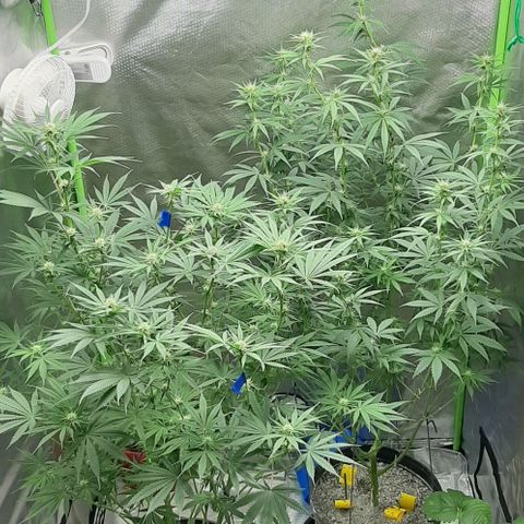 HP-00 growlog timeline photo