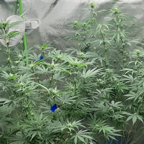 HP-00 growlog timeline photo