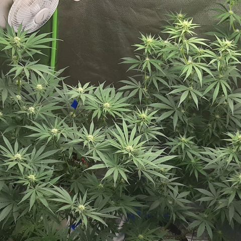 HP-00 growlog timeline photo