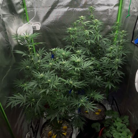 HP-00 growlog timeline photo