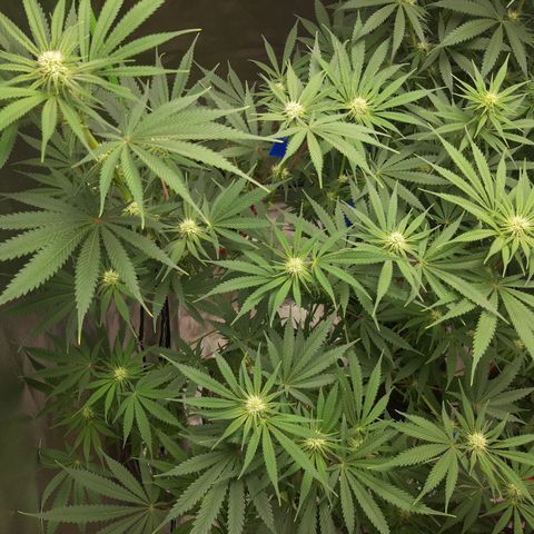 SB1-00 growlog timeline photo