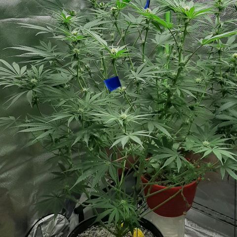 SB1-00 growlog timeline photo