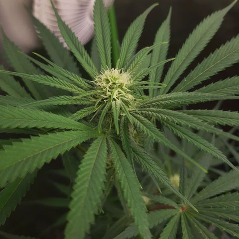 SB1-00 growlog timeline photo