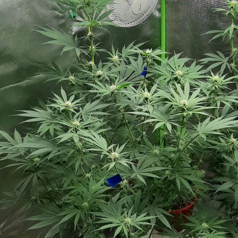 SB1-00 growlog timeline photo