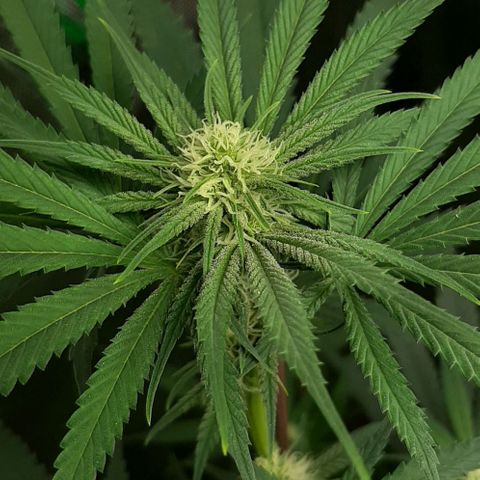 SB1-00 growlog timeline photo