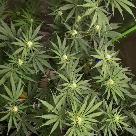 SB1-00 growlog timeline photo