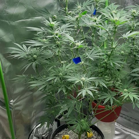 SB1-00 growlog timeline photo