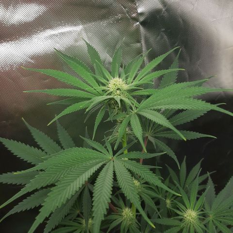 SB1-00 growlog timeline photo