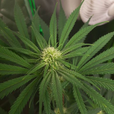 SB1-00 growlog timeline photo