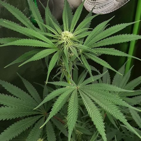 SB1-00 growlog timeline photo