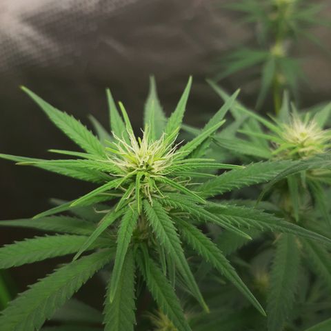 HP-00 growlog timeline photo