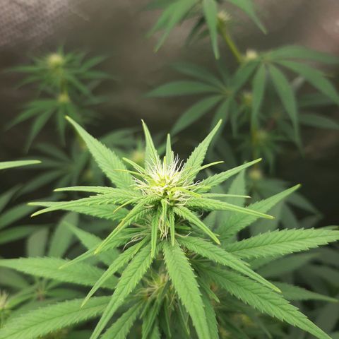 HP-00 growlog timeline photo