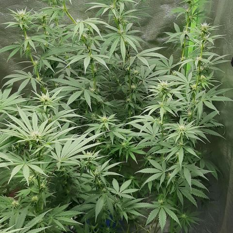 HP-00 growlog timeline photo