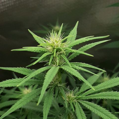 HP-00 growlog timeline photo