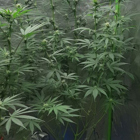 HP-00 growlog timeline photo