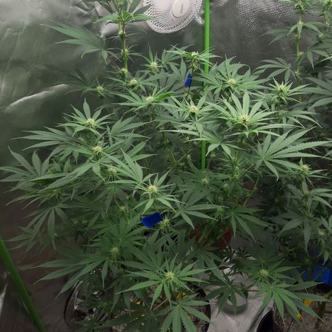 HP-00 growlog timeline photo