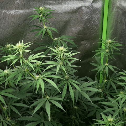 HP-00 growlog timeline photo