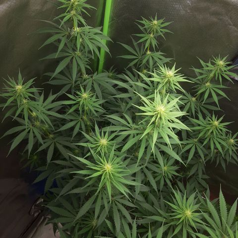 HP-00 growlog timeline photo