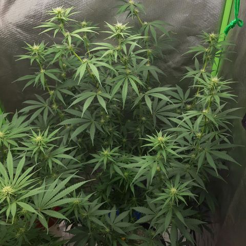 HP-00 growlog timeline photo