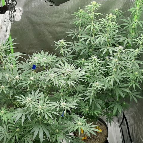 HP-00 growlog timeline photo