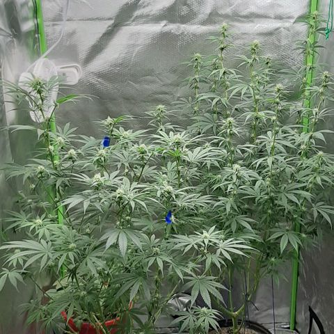 HP-00 growlog timeline photo