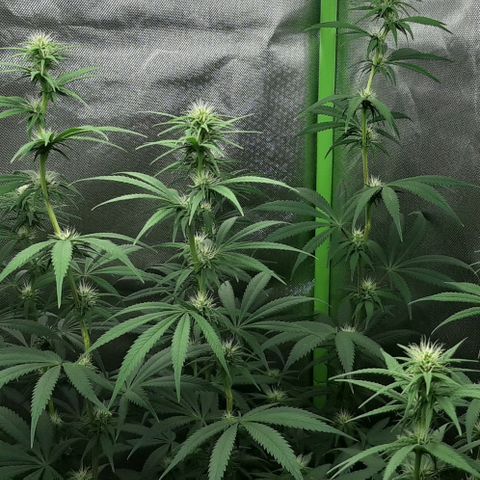 HP-00 growlog timeline photo