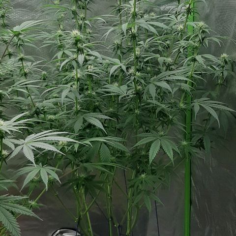 HP-00 growlog timeline photo