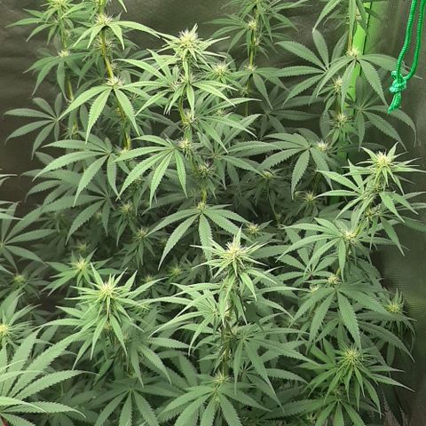 HP-00 growlog timeline photo