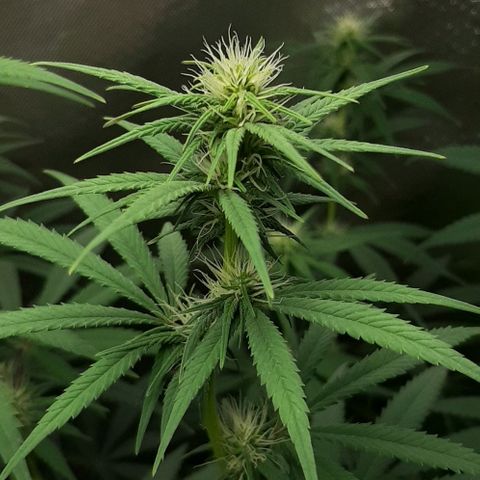 HP-00 growlog timeline photo