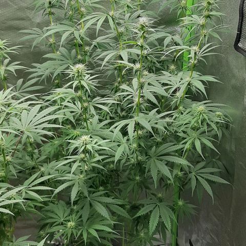 HP-00 growlog timeline photo