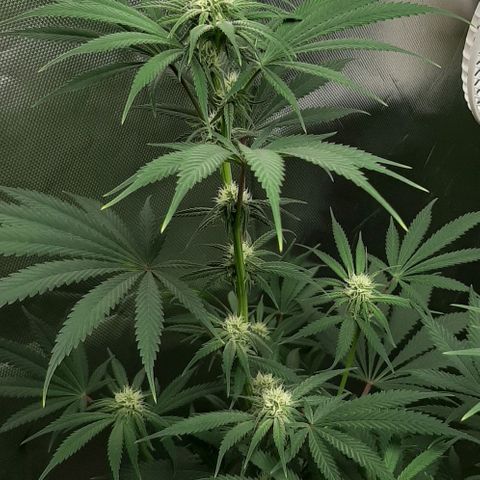 SB1-00 growlog timeline photo