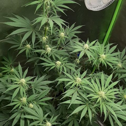 SB1-00 growlog timeline photo