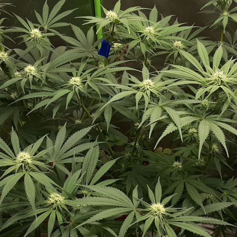 SB1-00 growlog timeline photo