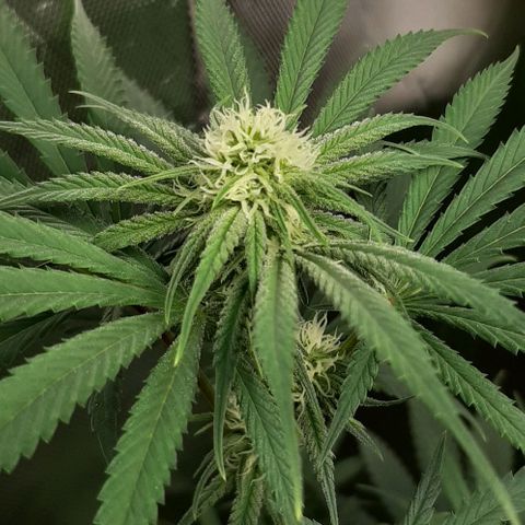 SB1-00 growlog timeline photo