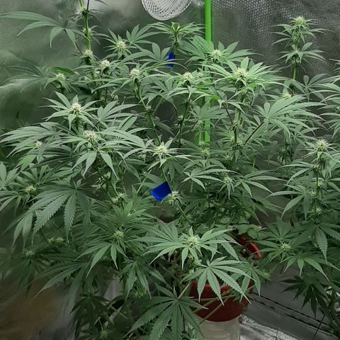 SB1-00 growlog timeline photo