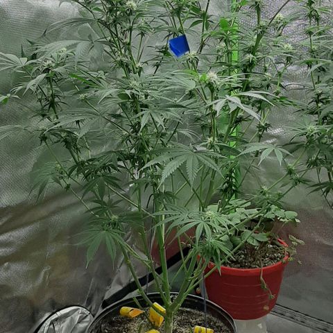 SB1-00 growlog timeline photo