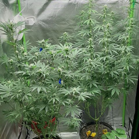 HP-00 growlog timeline photo
