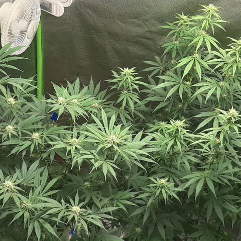 HP-00 growlog timeline photo