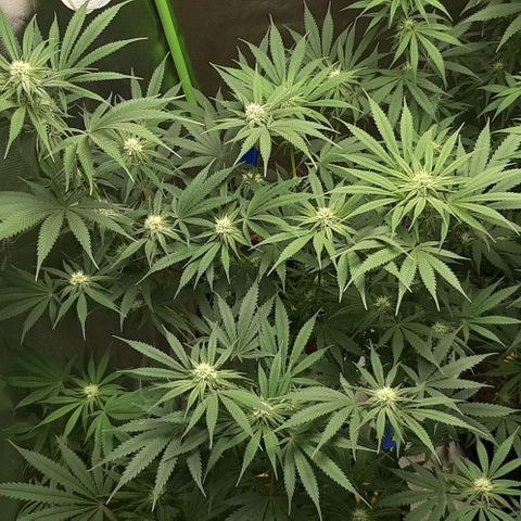SB1-00 growlog timeline photo