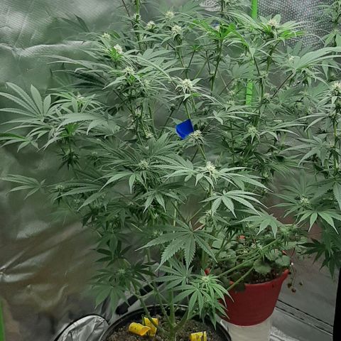 SB1-00 growlog timeline photo