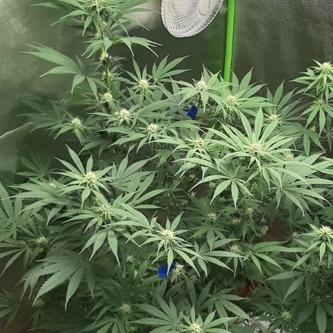 SB1-00 growlog timeline photo