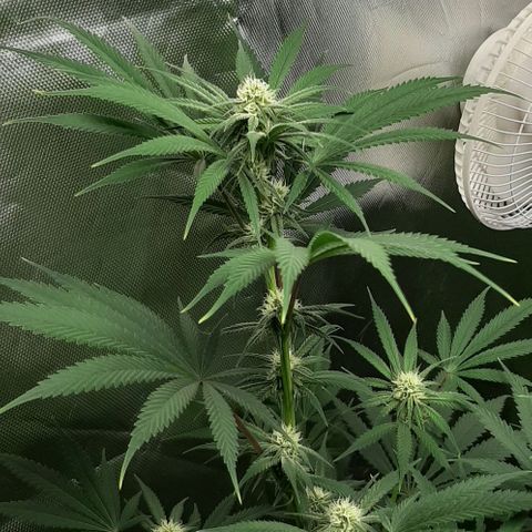 SB1-00 growlog timeline photo