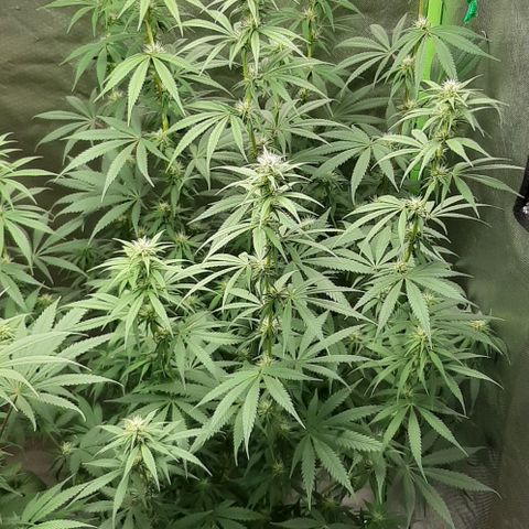 HP-00 growlog timeline photo