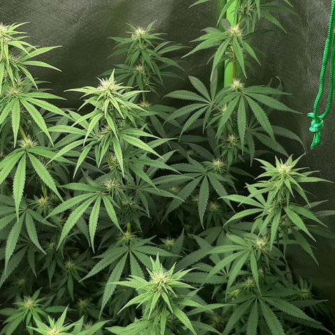 HP-00 growlog timeline photo