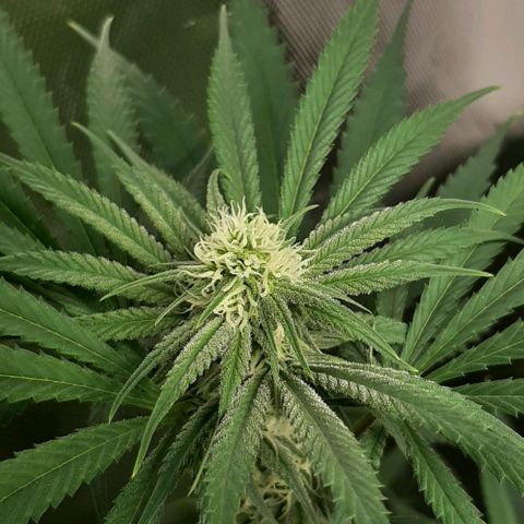 HP-00 growlog timeline photo