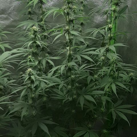 HP-00 growlog timeline photo